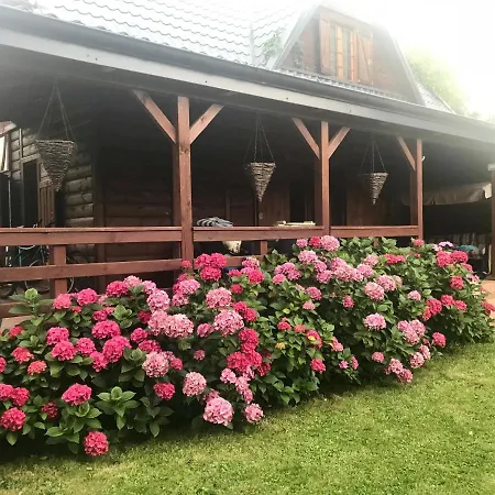 Hortensja Białogóra